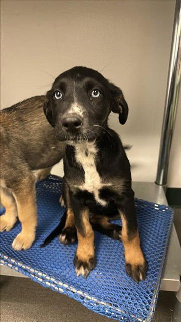 DOROTHY - Labrador Retriever available for adoption