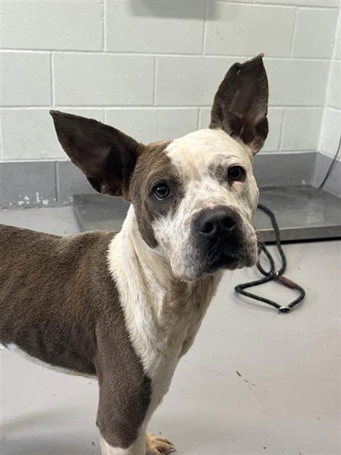 KANE - American Pit Bull Terrier for adoption in Corpus Christi