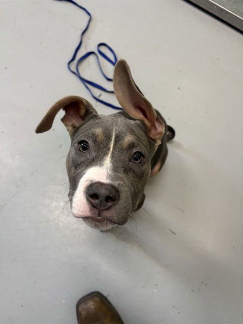 ELVIS - American Staffordshire Terrier / American Pit Bull Terrier available for adoption