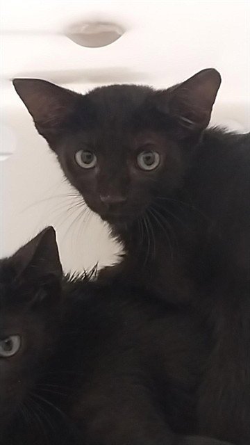 EBONY - Domestic Medium Hair for adoption in Corpus Christi