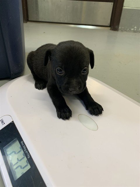 ROWAN - Labrador Retriever available for adoption