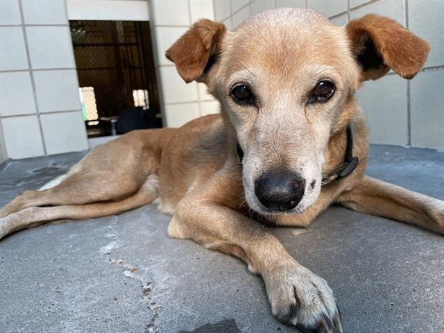 NAKIA - Labrador Retriever available for adoption