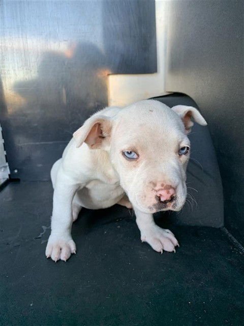 MARSHMALLOW - Labrador Retriever / American Pit Bull Terrier available for adoption