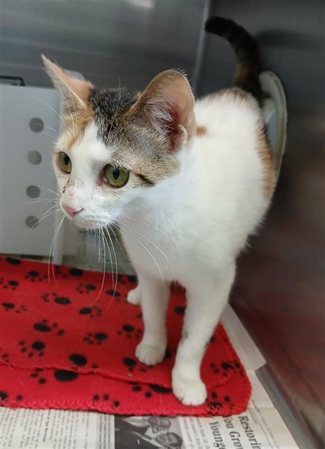 LUSTER - Domestic Short Hair for adoption in Corpus Christi