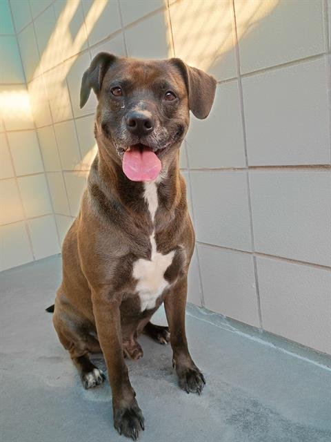 ZANDER - American Pit Bull Terrier available for adoption