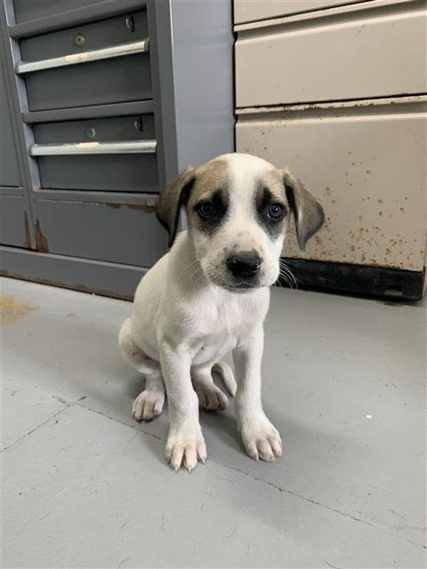 DOTS - Black Mouth Cur available for adoption