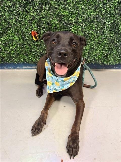 HARLEY - Labrador Retriever for adoption in Corpus Christi