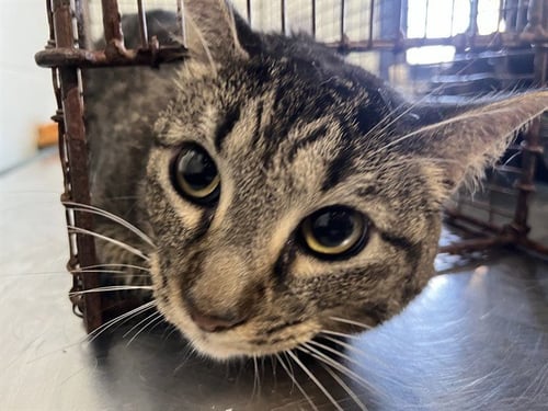 BUELLER - Domestic Short Hair for adoption in Corpus Christi