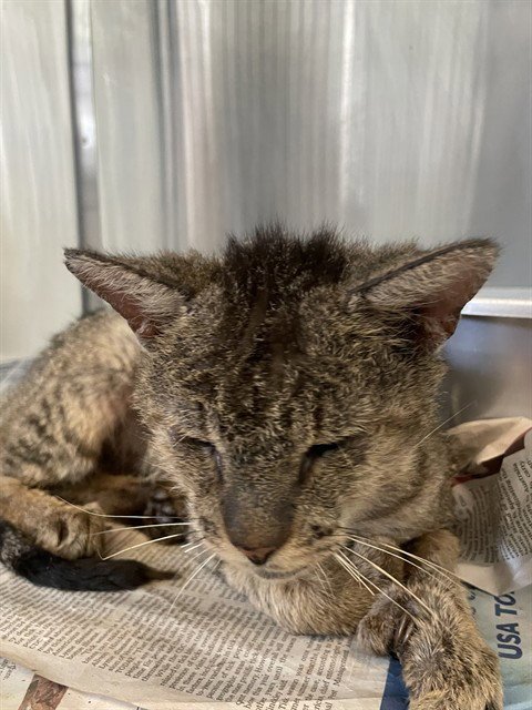 TWINKLE TOES - Domestic Short Hair for adoption in Corpus Christi