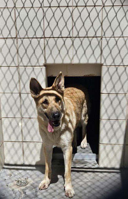 MYLA - German Shepherd Dog available for adoption
