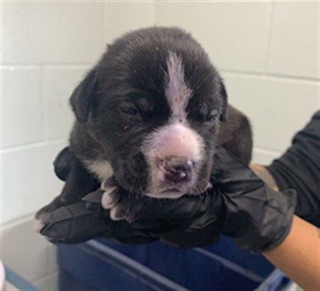 WOLFS BANE - American Pit Bull Terrier available for adoption