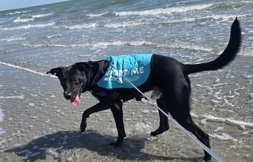 TRIP - Labrador Retriever available for adoption