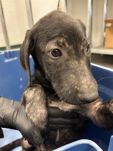 RADISH - Labrador Retriever available for adoption