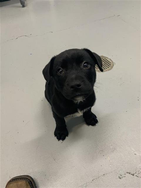 FALCON - Labrador Retriever available for adoption