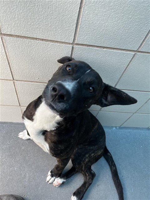HAM - American Pit Bull Terrier available for adoption