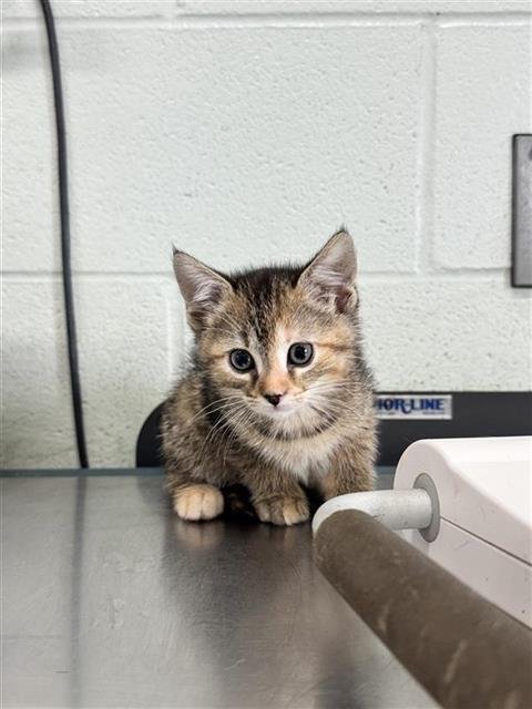 GWEN STACY - Domestic Short Hair available for adoption