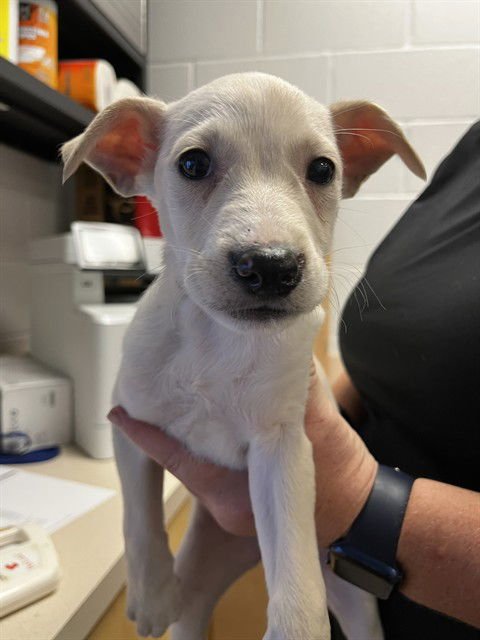 ARABELLA - Labrador Retriever available for adoption