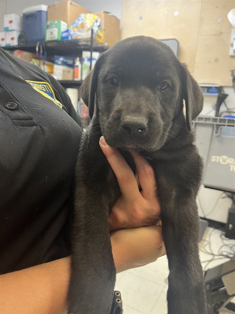 TONKA - Labrador Retriever available for adoption