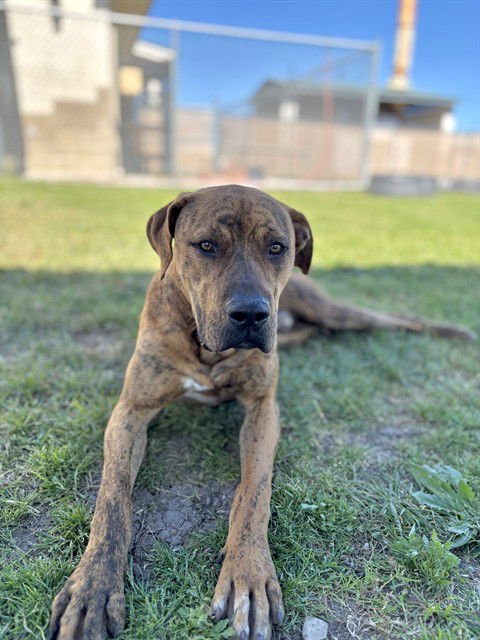 ROSS - Boxer available for adoption