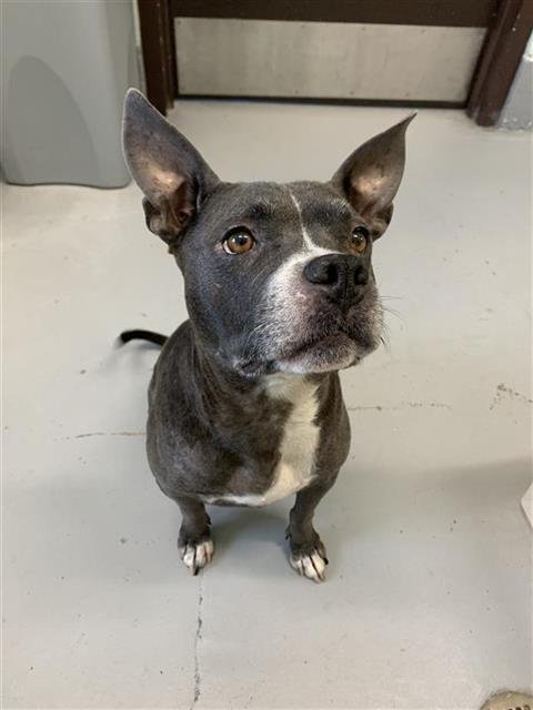 BELL - Boston Terrier available for adoption