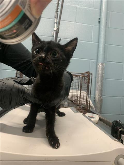 AURORA - Domestic Short Hair available for adoption