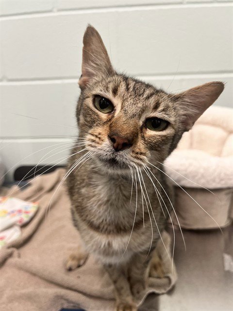 LIONEL (UNK) - Domestic Short Hair for adoption in Corpus Christi