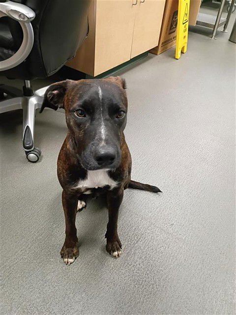 KEVIN - Labrador Retriever available for adoption