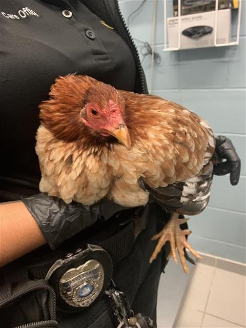 CHICKEN #25 - Chicken available for adoption
