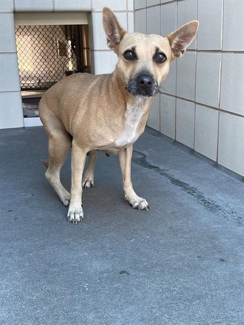 TOAST - Rat Terrier available for adoption