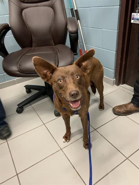 COOKIE - Australian Kelpie for adoption in Corpus Christi