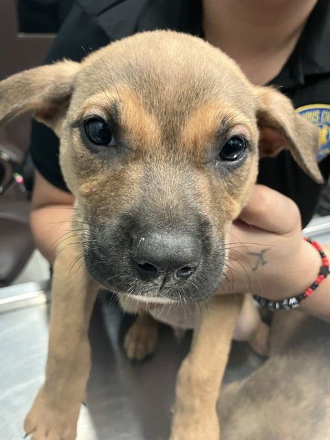 SEEK - Australian Kelpie available for adoption