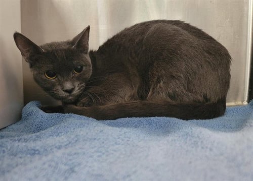 CUDDLES - Domestic Short Hair available for adoption