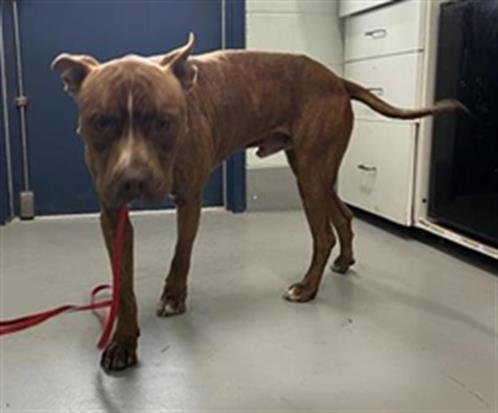 ALDEN - American Pit Bull Terrier available for adoption