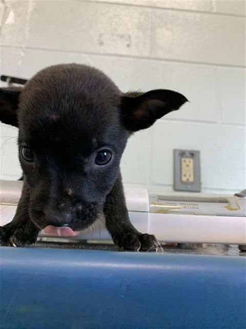OHIO - Labrador Retriever available for adoption