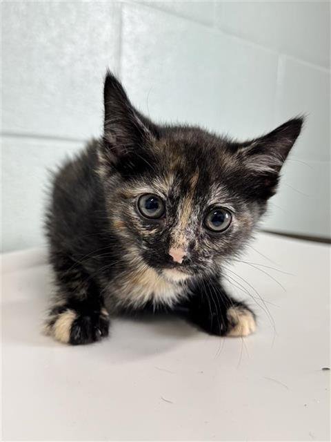 JESSICA JONES - Domestic Short Hair available for adoption