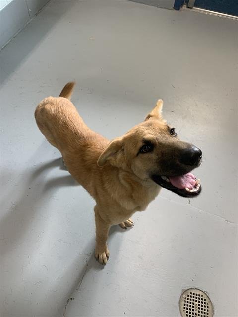 GAMBER - German Shepherd Dog available for adoption