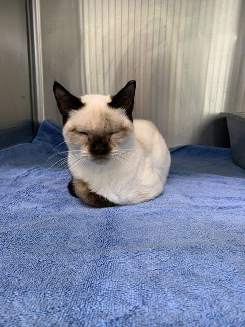 SASHA - Siamese available for adoption