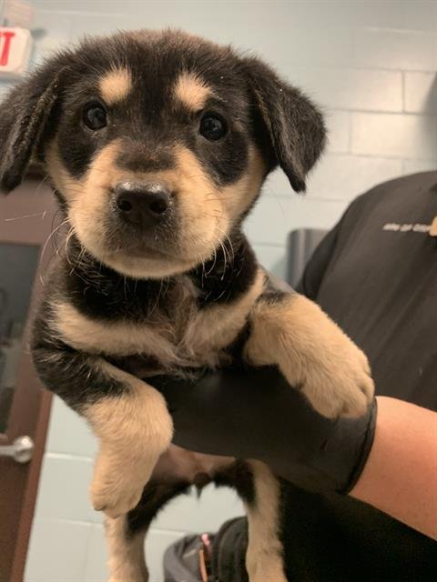 MOXIE - German Shepherd Dog / American Pit Bull Terrier available for adoption