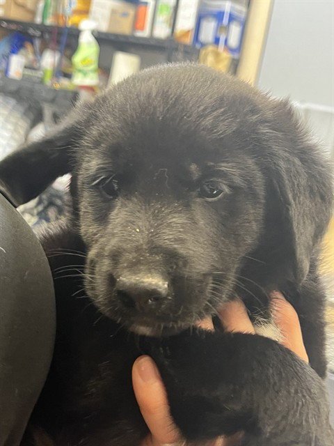 SCHOONER - Labrador Retriever available for adoption