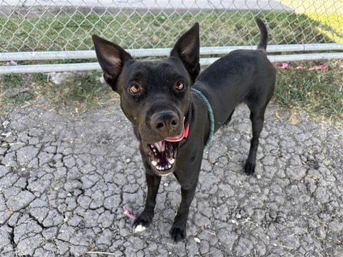 JACK - Labrador Retriever available for adoption