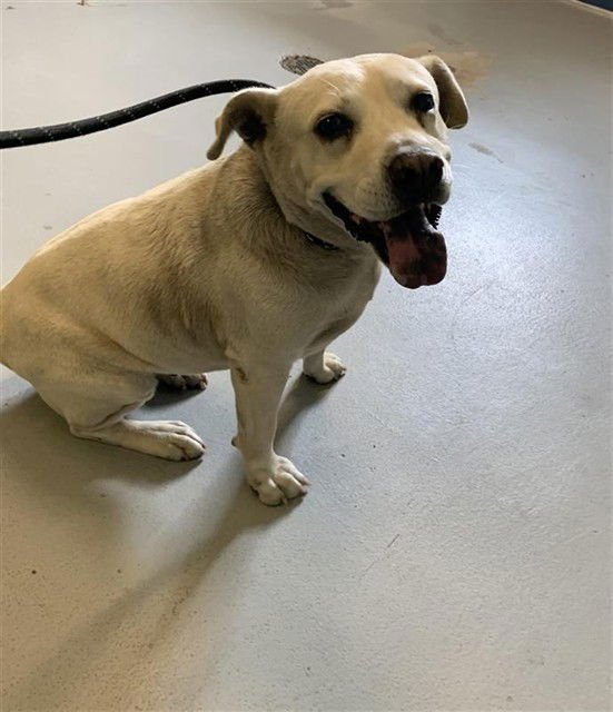 MIA - Labrador Retriever / Chinese Shar-Pei available for adoption