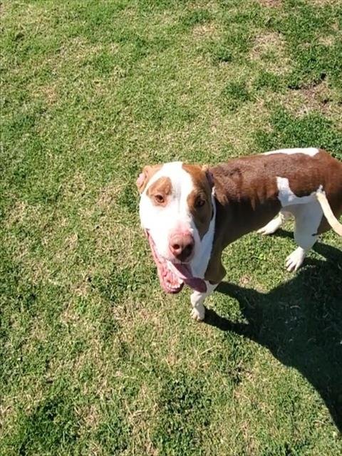 POSIE - American Pit Bull Terrier available for adoption