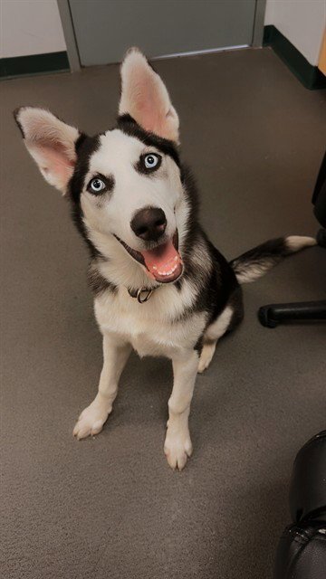 SLIDER - Siberian Husky available for adoption