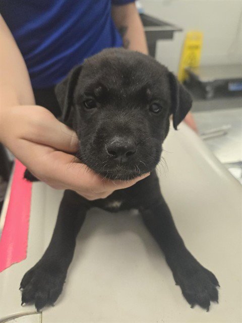 ALEXANDER - American Pit Bull Terrier available for adoption