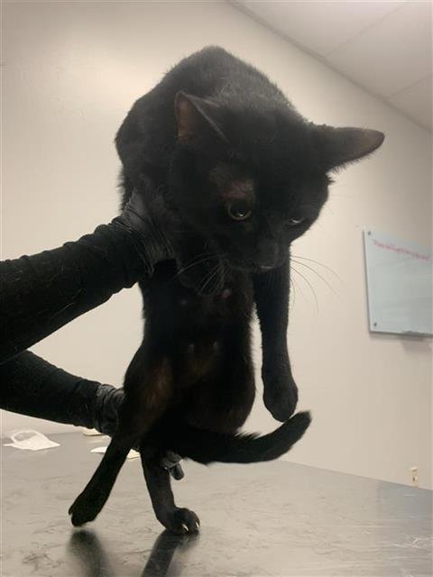 ZORRO - Domestic Short Hair available for adoption