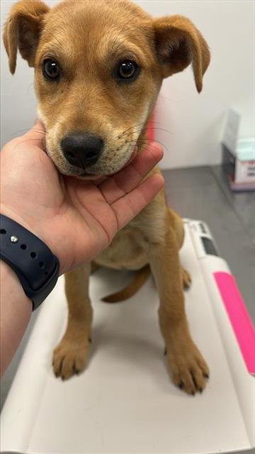 PHOEBE - Labrador Retriever available for adoption