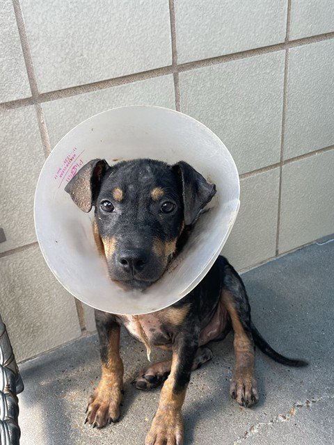 BROWNIE - German Shepherd Dog available for adoption