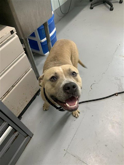BOOMER - American Pit Bull Terrier available for adoption
