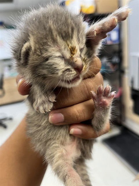 WENDY - Domestic Short Hair available for adoption