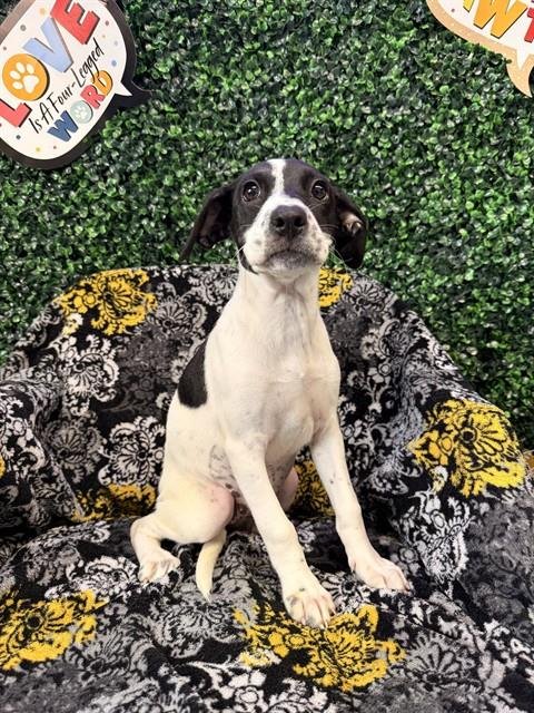 RARITY - Labrador Retriever available for adoption